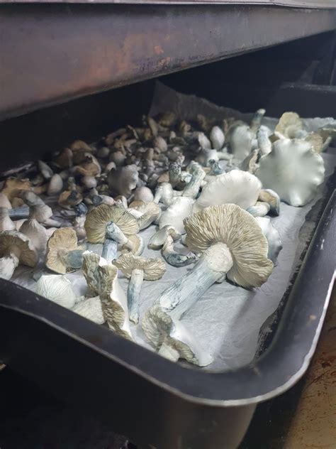 Cracker dry cubensis.  I dehydrate at the highest setting my dehydrato...