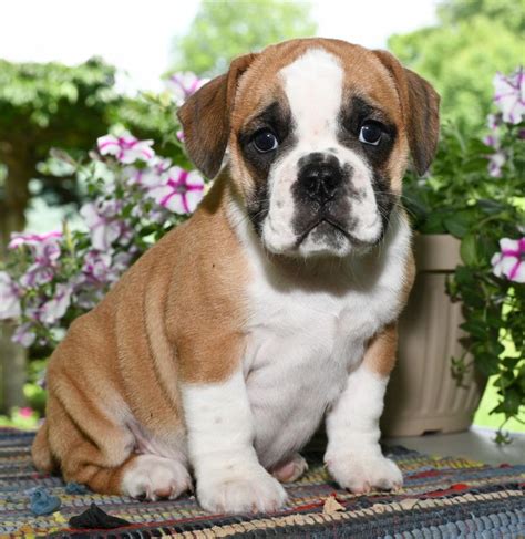 Craigslist Bulldog Puppies For Sale