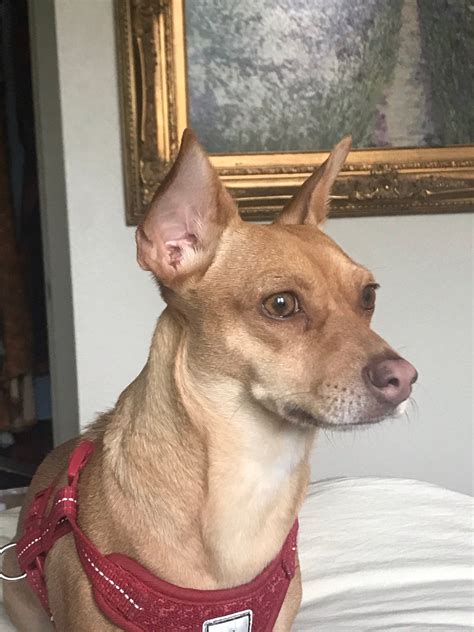 Craigslist Dogs Okc