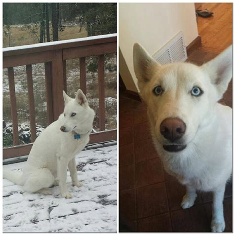 Craigslist Seattle Dogs