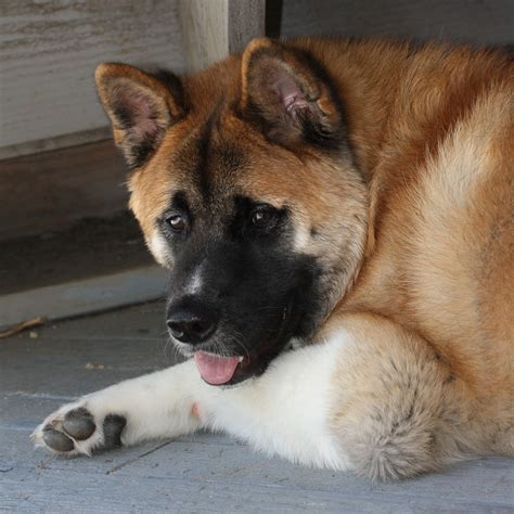 Good Dog helps you find Akita puppies for sale near Iowa. Through Good Dog’s community of trusted Akita breeders in Iowa, meet the Akita puppy meant for you and start the application process today. Find a Akita puppy from reputable breeders near you in Iowa. Screened for quality. Transportation to Iowa available..