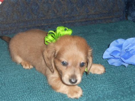 Browse and buy puppies from bakersfield pets on craigslist. Find puppies for rehoming, adoption, or adoption in various breeds and sizes.. 
