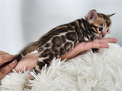 Craigslist bengal kittens. Things To Know About Craigslist bengal kittens. 
