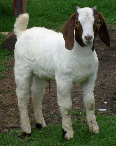craigslist For Sale "boer goats" in Des Mo