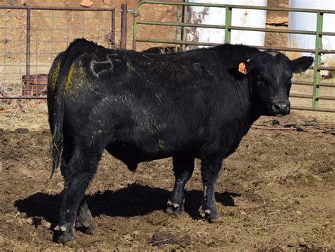 craigslist Farm & Garden "bulls for sale" for sale in Tulsa, OK. see also. Hereford Bulls for sale. $2,750. Siloam Springs,Ar Red Dexter Cow. $1,200. Vinita ... . 
