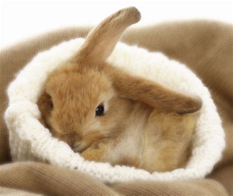 craigslist For Sale "bunnies" in Seattle-tacoma. see also. Mini Plush Lop, Holland lop and Lionhead bunnies. $0. Randle Bunny Outfit or Separates (0-6 months) - NEW ....