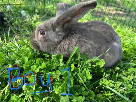 craigslist For Sale "rabbits" in Seattle-tacoma. see also. Flemish Giant Rabbits. $0. Tacoma, WA rabbits. $20. Olympia ... Male Lionhead rabbit for sale. $15. . 