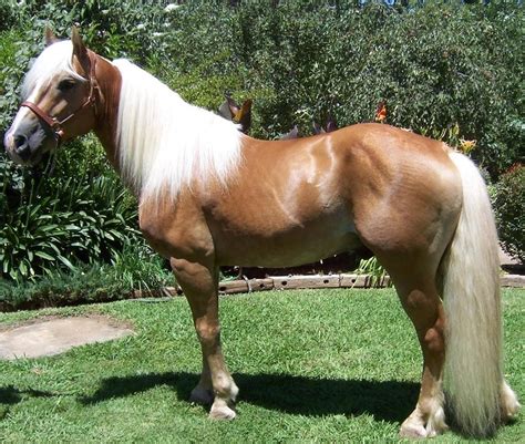 5448 results. Find horse for sale online in our listings at Horsecl