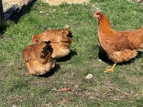 craigslist For Sale By Owner "chickens" for sale in Wilmington, NC. see also. Chickens and Pigs. $50. Free Range, Organic Fed, Laying Chickens, $30. Leland . 