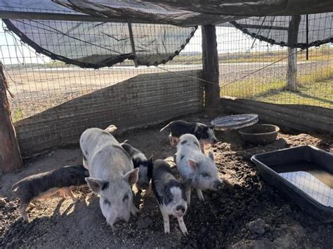 Craigslist corpus christi farm and garden - by owner. Yes- Goats No-Chickens He's good with large animals, cats and kids 