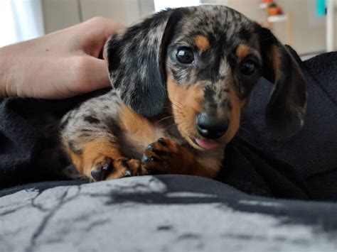 Craigslist dachshund. Sweet dachshund pup. ‹image 1 of 1›. QR Code Link to This Post. 8 weeks old akc registration . Rehoming fee applies.text or call me anytime at my number. do NOT contact me with unsolicited services or offers. post id: 7680566495. posted: 2023-10-25 11:44. ♥ best of[?] 