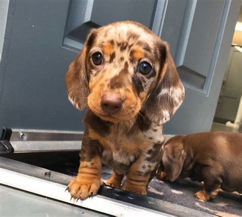 Craigslist dachshund puppies for sale near me. Before searching "Mini Dachshund puppies for sale near me", review their average cost below. The current median price for all Mini Dachshunds for sale is $1,575.00. This is the price you can expect to budget for a Mini Dachshund with papers but without breeding rights nor show quality. Expect to pay less for a Mini Dachshund … 
