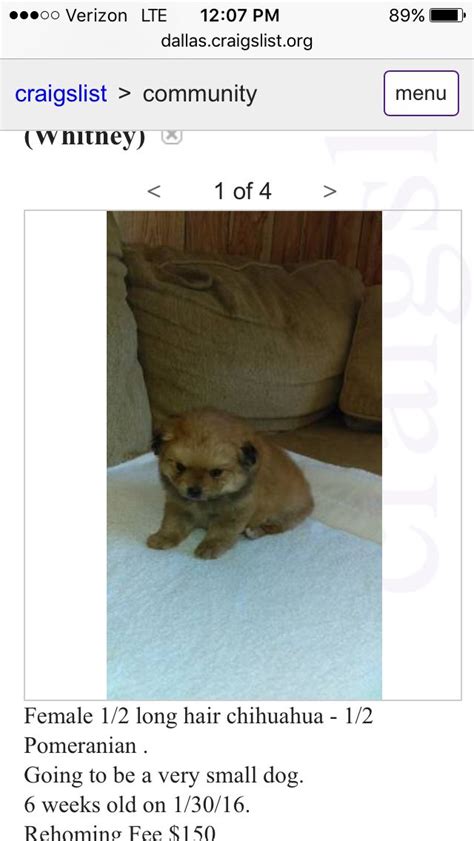 Craigslist dallas pet. Yorkie/shih tzu mixed puppies $400/$500 · dallas · 10/14 pic. Beautiful Catahoula puppies · Terrell · 10/14 pic. Micro bully puppies · Ferris · 10/14 pic. Chow Chow puppy / Male puppies · Mesquite · 10/14 pic. Shitzu puppies · Wills point · 10/14 pic. Gordon Setter puppies · dallas · 10/13 pic. 