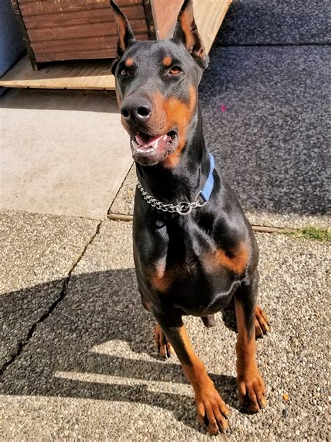 Doberman Pinscher Rescue of PA, Inc. 10,815 likes · 657 talking about this. DPR of PA rescues and places homeless dobermans with appropriate families within PA, MD, DE, VA, NJ,. 