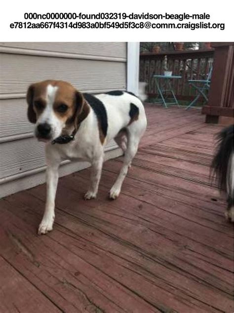 Beagle Boxer Mix · Portsmouth · 4/25 pic. Rehoming foxhound/Beagle mix 9month · Wake Forest · 4/24 pic. 8 year old female beagle · · 4/24 pic. Rehoming 9 month foxhound- microchipped · Wake Forest · 4/24 pic. Parnell carolina cur/beagle pups · Micro · 4/23. Rehoming 9 month American Foxhound · Wake Forest · 4/23 pic.. 