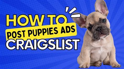 craigslist Pets in Decatur, IL. see also. ISO PUPPY. $0. Decatur Looking for Turtles/Snakes. $0. Pana Yorkie Bab!! $0. Juvenile male crested gecko. $0. Macon French Bulldog SWW! $0. 1171 E Olive St Pyrenees/ shepherd mix puppies. $0. 4 males 1 female registered Shih-poos. $0. Mt Zion ...