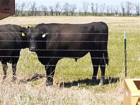Craigslist farm and garden sioux falls south dakota. craigslist Farm & Garden "calves" for sale in Sioux Falls / SE SD. see also. Highland cross bull calves. $900. Volga ... Delivered to Sioux Falls Wind break Panels ... 