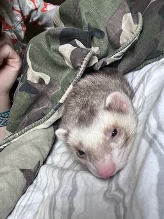 craigslist Pets in Buffalo, NY. see also. Female Argentine Boa. $0. Buffalo ... Feisty Ferret Cage. $0. Lockport Young standard male chinchilla. $0. lockport Bunnys ... . 