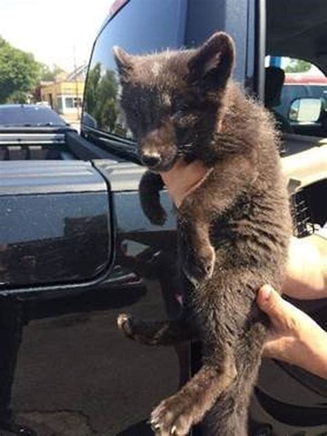 Craigslist flint mi pets. southwest MI pets - craigslist. newest. 1 - 41 of 41. 14 week old puppies · Coloma · 5 hours ago pic. Barn cats · Niles · 8 hours ago. Kitten wanted. · Dowagiac · 10/24. 3 KITTENS- … 