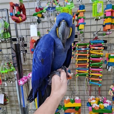 Craigslist for birds. seattle pets "birds" - craigslist relevance 1 - 44 of 44 Spray Millet for Birds · Bellevue · 10/19 pic Birds cages with 2 toys · Renton · 10/18 pic Two beautiful mules/hybrid birds · Kirkland · 10/14 pic Cages for Small Birds - $10 for 2! · Kingston · 10/5 pic sun conure · Bothell · 10/22 pic 