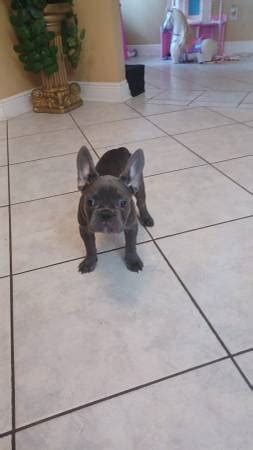 Craigslist frenchie puppies. AKC Champion Bloodline. French Bulldog Puppies. Females Available. 6 months old. Dennis Homant & Tatiana Homant. Ortonville, MI 48462. AKC Champion Bloodline. French Bulldog Puppies. Females Available. 