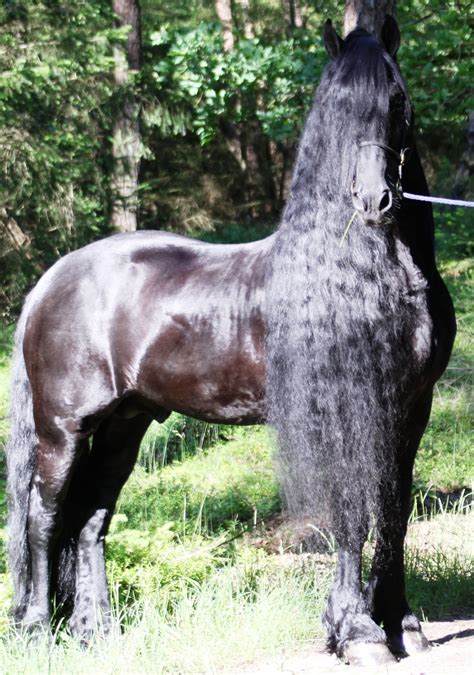 SOLD - Quintus - Sold Registered 15 Year Old Friesian Stallion. Used in hand breeding. Has sired many nice Friesian Haritage Sport horses. Jorrit bloodlines. Also rides but has been only breeding for the past 3 years…. EquineNow listing of friesian for sale in michigan.. 