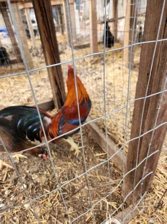 east TX farm & garden "game chickens" - craigslist.. 