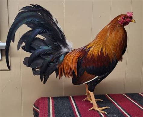 craigslist For Sale "gamefowl" in Tyler / East TX. see also. gamefowl/ chick brooders. $125. Whitehouse gamefowl/gallos. $150 ... Gamefowl roosters for sale. $0. .