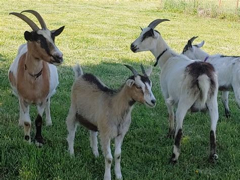 Craigslist goats for sale near me. craigslist For Sale "Goats" in Birmingham, AL. see also. Goats:Pygmy Nannies. $150. Goats for sell 75 each. $75. Ashville Goats. $100 ... ADGA Nigerian Dwarf goats for sale! $0. Pygmy goats wanted. $0. goats. $600. Riverside fullblood boer goats; bucks and does. $700. Birmingham 