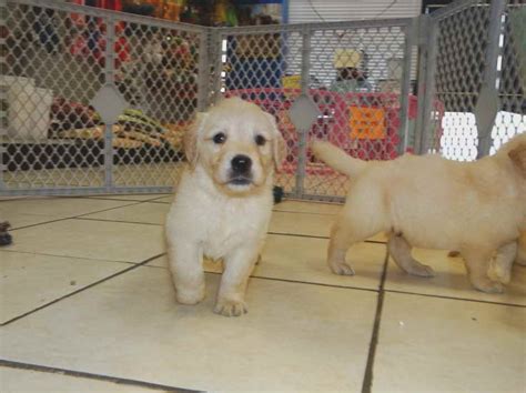 Craigslist golden. craigslist Pets in Columbus, OH. see also. Free baby pet rats. $0. Pleasant City ... Labrador & Golden retriever mix pups. $0. Australian Shepherd for rehoming. $0 ... 