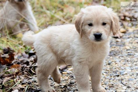 58 Golden Retriever Puppies For Sale In Iowa. Featured Listings. Default Sorting. Ranger. Golden Retriever. Des Moines, IA. Male, Born on 07/13/2023 - 14 weeks old. $400. Star. Golden Retriever. West Point, IA. Male, Born on 09/10/2023 - 6 weeks old. $600. Razer. Golden Retriever. Des Moines, IA. Male, Born on 07/13/2023 - 14 weeks old.. 