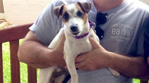 Hawaii dog for adoption. $0. berkeley · German sherphed. $0. Richmond · Husky puppy. $0. richmond / point / annex · Beautiful 3 year old Shepard/Wolf Female&nb.... 