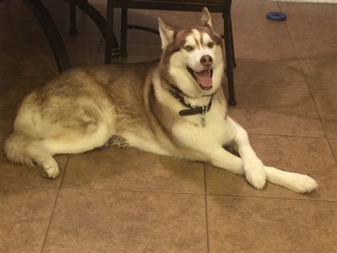 Craigslist husky dog. Female husky pup 8-10 months old, does good on leash acts like a cat and gets on counters lol, loves kids. Small rehoming fee still looking for her Furever home Husky puopy - pets - craigslist 