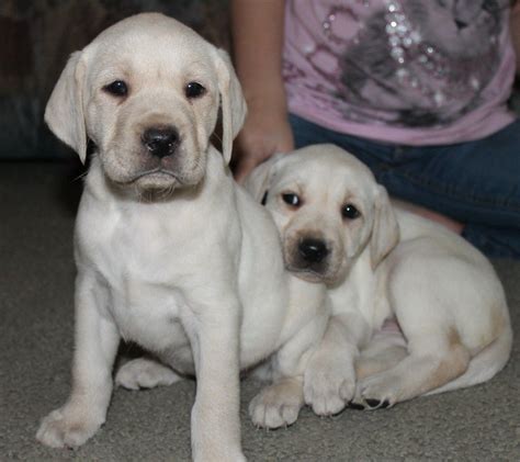 The 9 Labrador Retriever Breeders in North Carolina. 1. Creekside Kennel. With over 20 years of experience in Labrador Retriever breeding, the Creekside Kennel raises Champion and Champion Lineage Labradors. You can choose from a wide selection of English style/show-bred Labradors, including chocolate, black and yellow..