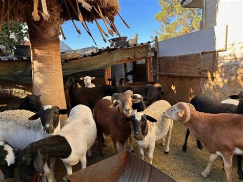 Craigslist las vegas farm and garden by owner. craigslist Farm & Garden - By Owner for sale in Mohave County. see also. Baby Pigs for Sale. $150. Hackberry ... las vegas Gas Weed Eater Package Deal. $75. Mohave ... 8ft Long X 3-4in Round Reclaimed Treated Wooden Fence Post Farm/Ranch. $850. 
