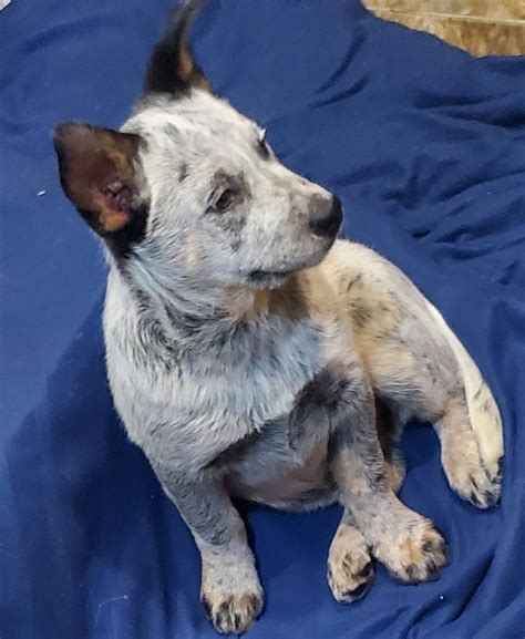 Craigslist lewis county wa. craigslist Pets in Seattle-tacoma - Olympia ... Lewis/Thurston County Rehoming 11 Mos. Female puppy ... male leaopard gecko olympia wa. $0. Olympia 