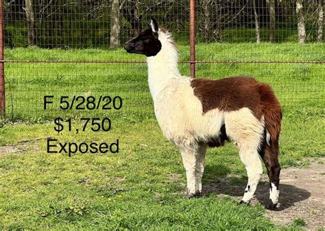 For Sale "llama" in Fayetteville, 