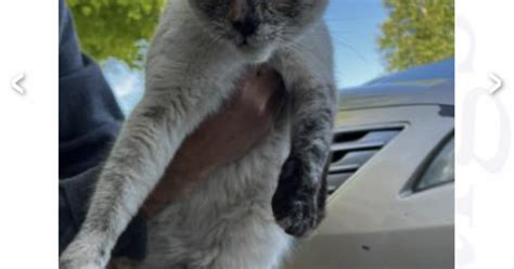 Craigslist lost and found cats. 5lb Munchkin breed kitty gone missing · 82nd and Feathertop SW · 9/23 pic. hide. LOST BLACK AND WHITE CAT, TUXEDO, MALE, REWARD · Albuquerque I-40 & Wyoming · 9/23 pic. hide. Found Key set in Bear Canyon Open Space (9-22-23 evening) · · 9/22. hide. Stolen Chihuahua Weeniedog mix · ABQ Montgomery/Carlyle · 9/22 pic. 