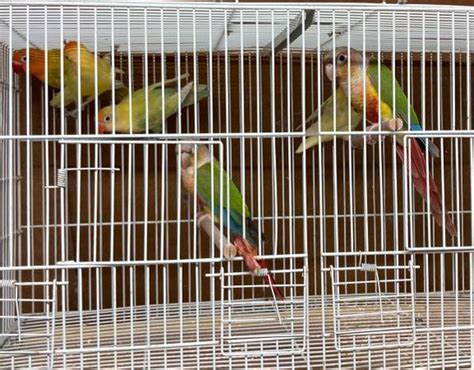 Craigslist love birds. craigslist For Sale By Owner "lovebirds" for sale in Los Angeles. ... Parakeets,lovebirds, red rumps. $20. Lomita baby LOVEBIRDS/PAJAROS. $12. CORONA ... 
