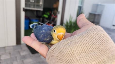 Craigslist lovebirds. I have 4 babies lovebirds 2 opaline lutino orange head female by genetic 1 opaline split to ino and 1 turquesino very beautiful all 4 sibling $150 each serious buyer only no code no scam Lovebirds - pets - craigslist 