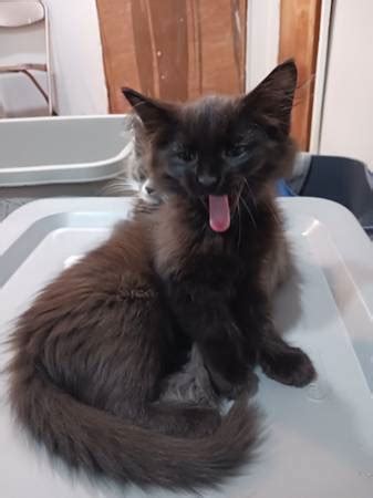 Craigslist maine general for sale by owner. Maine Coon kitten looking for her new home. Text me for details (513)-220-41 54. do NOT contact me with unsolicited services or offers. post id: 7680010509. posted: about 6 hours ago. 
