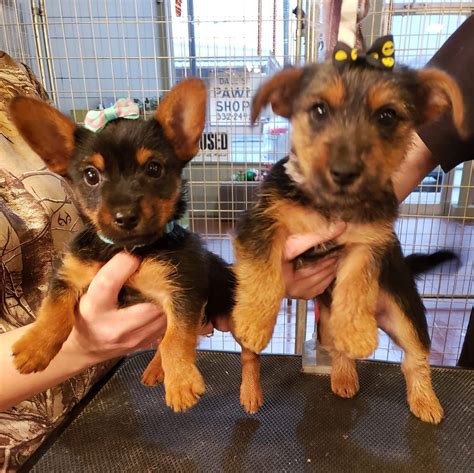 Pet Service. Beautiful German shepherd puppies for adoption. Pet Breeder. Battery Centre Lenasia. Automotive Store. Dogs and puppies for adoption Arizona. Pet Adoption Service. Boston Terrier Puppies for Rehoming and adoption near me.. 