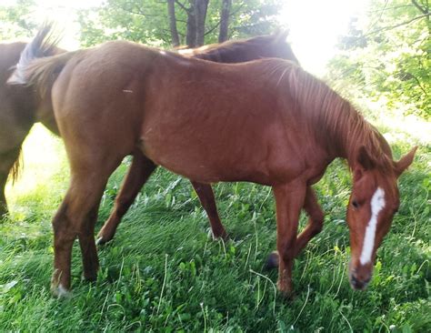 KIMMY. WWW.CLASSICHORSEAUCTION.COM Noah Burnette 828-713-1177 THIS HORSE IS LOCATED IN Canton, NC To view health docs, see consi... Find newly listed horses for sale, all breeds and disciplines in your area. #1 most trusted horse for sale and equine classifieds since 2003..