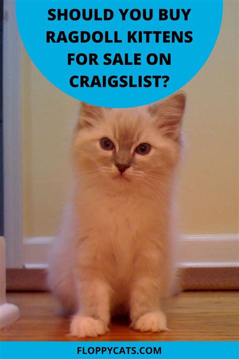 Free kittens - pets - craigslist. Posted 