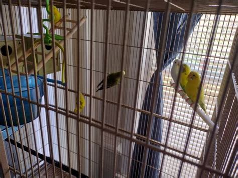 Craigslist parakeets. Parakeets some are just fledged so will be easy to hand work with, none are hand tamed. $10ea. do NOT contact me with unsolicited services or offers. post id: 7668435717. posted: 29 days ago. updated: 21 days ago. 