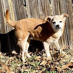 Craigslist pets wichita falls tx. craigslist Pets "Puppy" in Wichita Falls, TX. see also. Beautiful Malamute Puppy. $0. ... Wichita Falls Akc Rhodesian Ridgeback Puppies. $0. Bellevue ... 