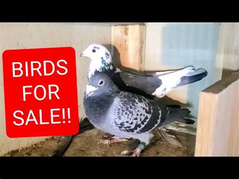 Pigeon Farms. 11138 E. Del Amo Blvd., Suite 262. Lakewood, California 90715 Phone (562) 235-1829. Note: Starting Base Prices Listed Above. Specific, Show Quality, or Colors, Patterns, etc., pigeons are sold at Higher Prices; Shipping charges apply to all orders, plus Shipping Box or Container costs added.. Craigslist pigeons