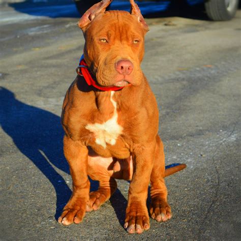 Craigslist pitbull. craigslist Pets "pit bull puppies" in Chicago. see also. 11month old Male pitbull. $0. Burbank ... 