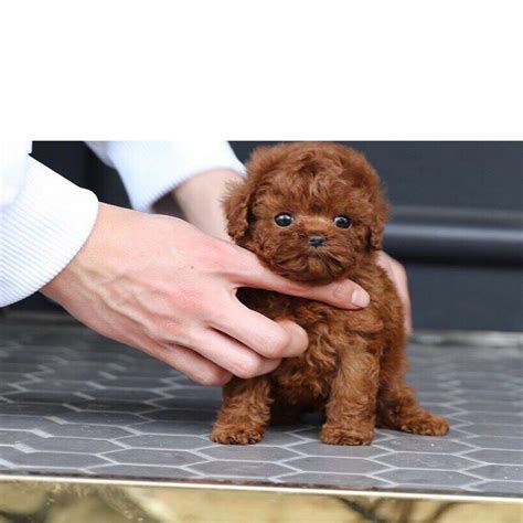 Craigslist poodle puppies. Things To Know About Craigslist poodle puppies. 