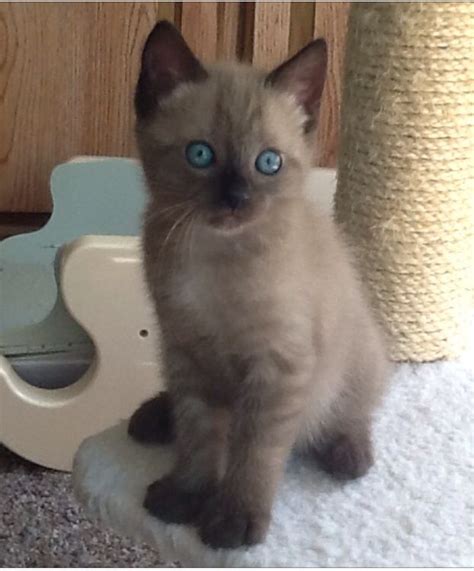 Male rescue kitten ready to rehome · Jasper · 4/26 pic. hide. Three Year Old Cat - Rehoming · Joplin · 4/14 pic. hide. Female Kitten · · 4/10 pic. hide. more from nearby areas (sorted by distance) search a wider area. Kittens · Desoto mo · 2 hr. ago.. 